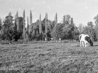 54_B971.jpg