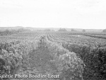 1949_b232.jpg