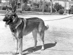 1949_b307.jpg
